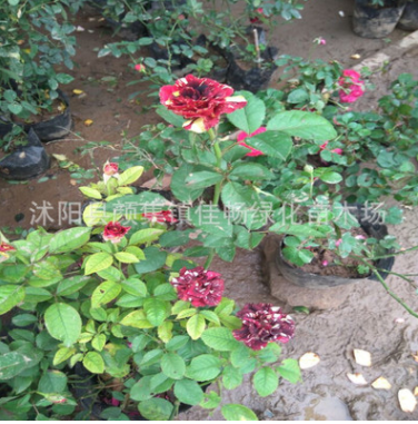 流星雨月季花 批發(fā)月季花苗 觀賞庭院盆栽花卉 月季花工程花苗