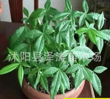 批發(fā)發(fā)財樹種子價格 觀賞綠植 顆粒飽滿 發(fā)財樹種子銷售