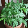 批發發財樹種子價格 觀賞綠植 顆粒飽滿 發財樹種子銷售