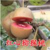 盆栽獼猴桃樹(shù)苗南北方種植庭院地栽嫁接紅心獼猴桃果樹(shù)苗當(dāng)年結(jié)果