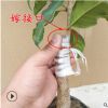 精品嫁接桂花樹(shù)苗盆栽四季桂金桂濃香型庭院室內(nèi)植物盆景陽(yáng)臺(tái)種植