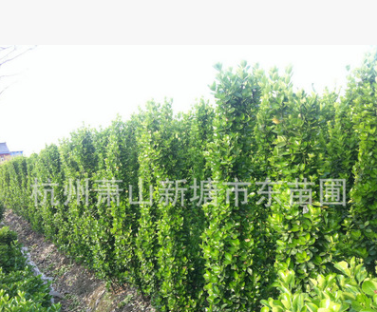 供應(yīng) 高品質(zhì)石楠 綠化工程喬灌木 現(xiàn)挖成活率高
