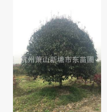 N桂花 桂花樹(shù)苗 桂花盆栽 庭院觀花植物 芳香植物