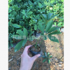 熊掌木 防輻射凈化空氣植物 等各種規格灌木
