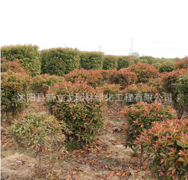 產(chǎn)地供應紅葉石楠球 紅葉石楠柱公園廣場園林綠化樹 造型樹