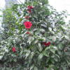 供應(yīng)質(zhì)優(yōu)七芯紅花山茶3公分 品質(zhì)優(yōu)良