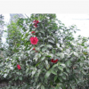 八月桂花樹(shù)苗 地徑一公分 桂花樹(shù) 桂花苗 金桂樹(shù)苗批發(fā)