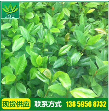 廠家供應(yīng) 精品綠色茶花苗 高檔茶花苗 正黃旗 各種茶花花苗批發(fā)