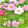 格?；úㄋ咕栈ㄗ?混色高桿野花組合綠化景觀用草花種子袋裝30KG