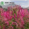 批發(fā)優(yōu)質草花醉蝶花花卉種子景觀花海工程園林綠化用蜘蛛花種籽