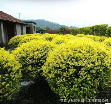 基地工程綠化苗直銷(xiāo) 金禾女貞球樹(shù)苗 庭院園林綠化金禾女貞球苗