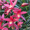 蘭花苗建蘭四季蘭花紅花 紫霞仙女 濃香帶花苞蘭花花卉盆栽室內(nèi)