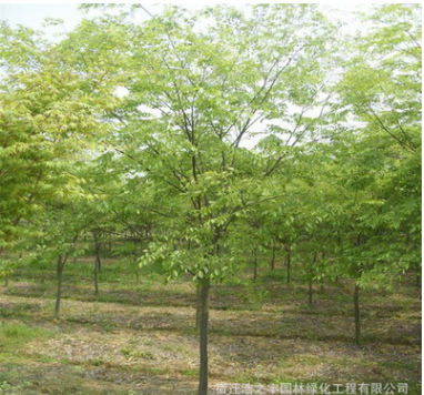 基地批發(fā)櫸樹 紅櫸樹 白櫸 青櫸樹 綠化樹木 規(guī)格多