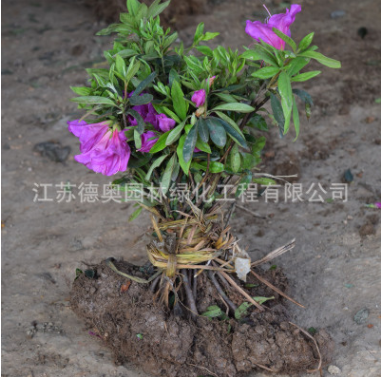 批發(fā)杜鵑花苗室內(nèi)盆栽花卉毛杜娟綠化工程苗木毛娟花苗