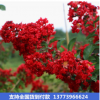 綠化風(fēng)景樹紅火箭紫薇樹 庭院紫薇花樹 百日紅紅花紫薇花期長(zhǎng)