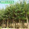 基地供應(yīng)紅花羊蹄甲 洋紫荊羊蹄甲樹 庭院公園風(fēng)景樹工程綠化苗木