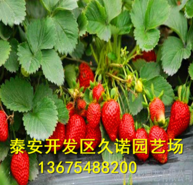 大棚草莓苗直供 脫毒奶油草莓小苗 當(dāng)年結(jié)果 豐產(chǎn)果大 多品種