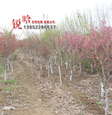 批發(fā)基地紫荊 紫荊小苗 紫荊樹苗批發(fā) 綠化工程 紫荊規(guī)格齊