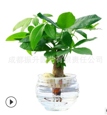 振升園藝水培發(fā)財樹盆栽植物批發(fā)加盟