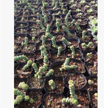 供應(yīng)多肉植物白牡丹，白美人，錢串