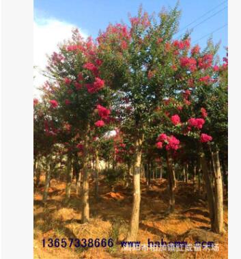 優(yōu)質(zhì)批發(fā)美國紅花紫薇樹 紅火箭紫薇 紫薇樁 規(guī)格齊全