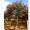 優質批發美國紅花紫薇樹 紅火箭紫薇 紫薇樁 規格齊全