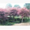 嫁接最新品種湖南紅楓8-20公分紅楓價(jià)格 嫁接移栽紅楓