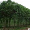 基地供應各種樸樹骨架 原生樸樹 規(guī)格齊全 工程綠化苗