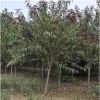 基地供應綠化苗木 優(yōu)質(zhì)紅葉碧桃小苗 紫葉碧桃樹苗