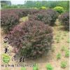 專業(yè)批發(fā)園林綠化紅葉小波球