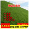 廠家直銷綠化護坡固土草坪草皮庭院小區(qū)耐寒耐旱抗踩踏馬尼拉草皮