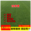 基地直銷四季青綠化護坡固土草坪草皮帶泥土庭院耐寒別墅小區(qū)草皮