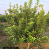 楊梅苗4-5公分東魁黑炭烏梅荸薺浙江慈溪嫁接掛果苗木果樹批發