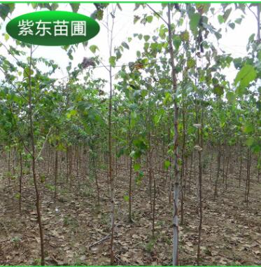 長(zhǎng)期供應(yīng) 優(yōu)質(zhì)白樺樹(shù) 工程綠化叢生白樺
