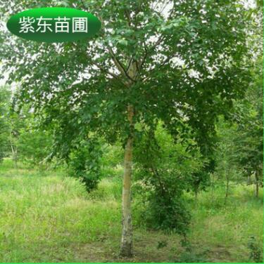 批發(fā)銷(xiāo)售 苗圃白樺樹(shù) 白樺價(jià)格實(shí)惠
