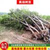 基地直銷楓楊樹 楓楊樹3-30公分 規格齊全