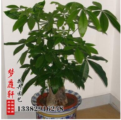 室內(nèi)發(fā)財樹盆栽 發(fā)財樹盆景 樹形花卉 防輻射盆栽