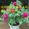 當(dāng)年開花牡丹花苗盆栽牡丹苗多分枝5年大苗