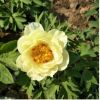 菏澤牡丹新品種鮮花批綠化工程用苗基地自銷量大優(yōu)惠保成活可補栽