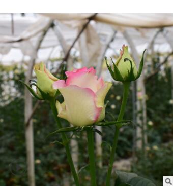 長(zhǎng)期銷(xiāo)售綠化工程花卉種苗 紅袖玫瑰花苗四季開(kāi)花 現(xiàn)挖現(xiàn)發(fā)高存活
