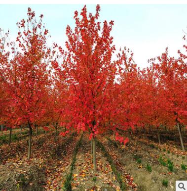 直銷綠化苗木 美國(guó)紅楓 庭院園林苗木 美國(guó)紅楓小苗耐寒 規(guī)格齊全