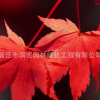 精品日本紅楓樹苗批發(fā)三季紅楓苗 工程綠化苗木 行道風(fēng)景樹