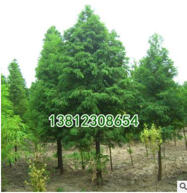 基地綠化工程小苗批發(fā) 落羽杉樹 落羽杉小苗 規(guī)格齊全