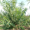 基地出售品種優良價格合理碧桃碧桃 帶土球發貨紅葉龍柱碧桃