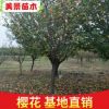 現(xiàn)貨直銷高桿早櫻花櫻花樹苗木 垂枝櫻吉野櫻品種櫻花樹苗批發(fā)
