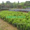 冬青樹苗批發(fā) 法國冬青苗 規(guī)格齊全 綠化工程苗木