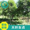批發(fā)大葉女貞樹 高桿大葉女貞 行道樹工程綠化 基地直銷