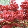 基地供應園林綠化樹 中國紅楓 廣西紅楓 紅楓觀賞