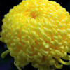 特價(jià)批發(fā)黃菊花種子 草花種子 發(fā)芽率高 貨源足 量大優(yōu)惠