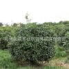 金桂桂花苗批發(fā)園林綠化行道種植庭院飄香植物量大從優(yōu)桂花樹苗